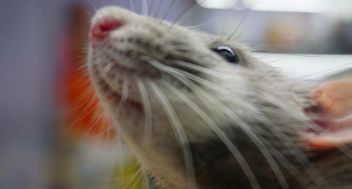 How Lab Rats Live Matter, a Viral Upset (Abstract Science: Feb. 5-9)