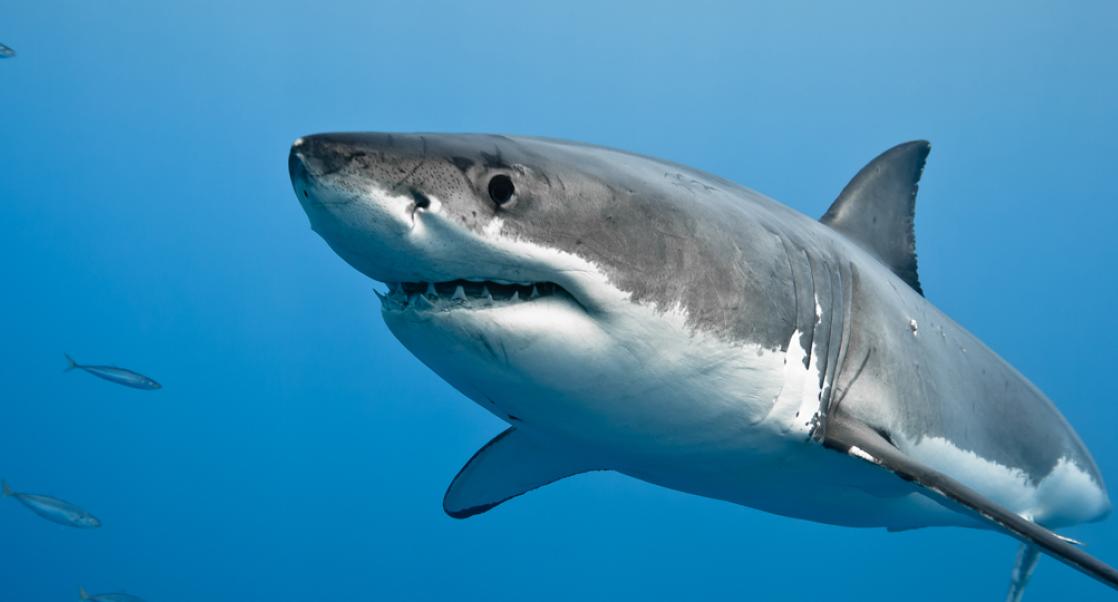 Great Whites: Oncology's Great Hope? (Abstract Science: Feb 18-22)