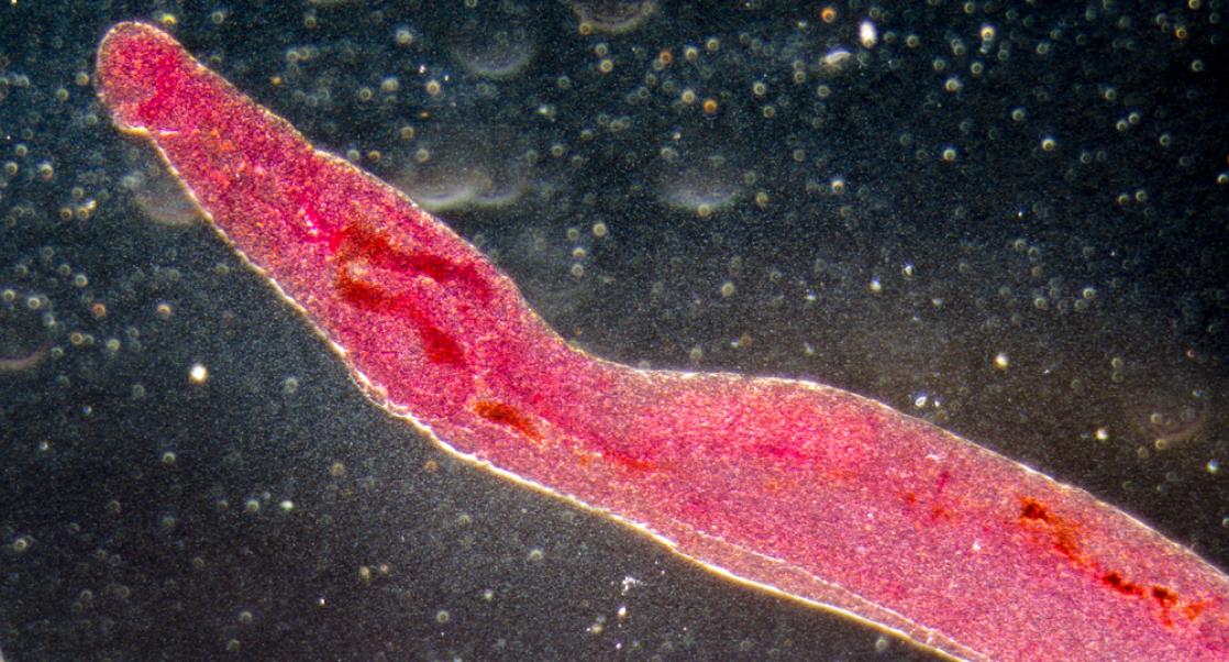 Power to the Parasites