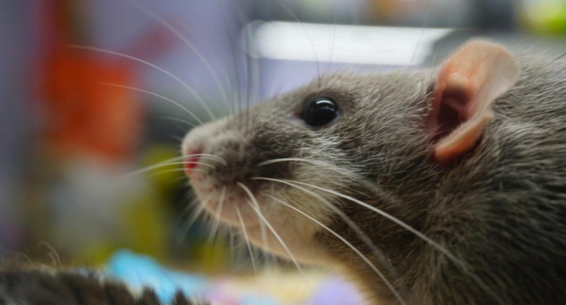 Can Computers Translate for Animals?