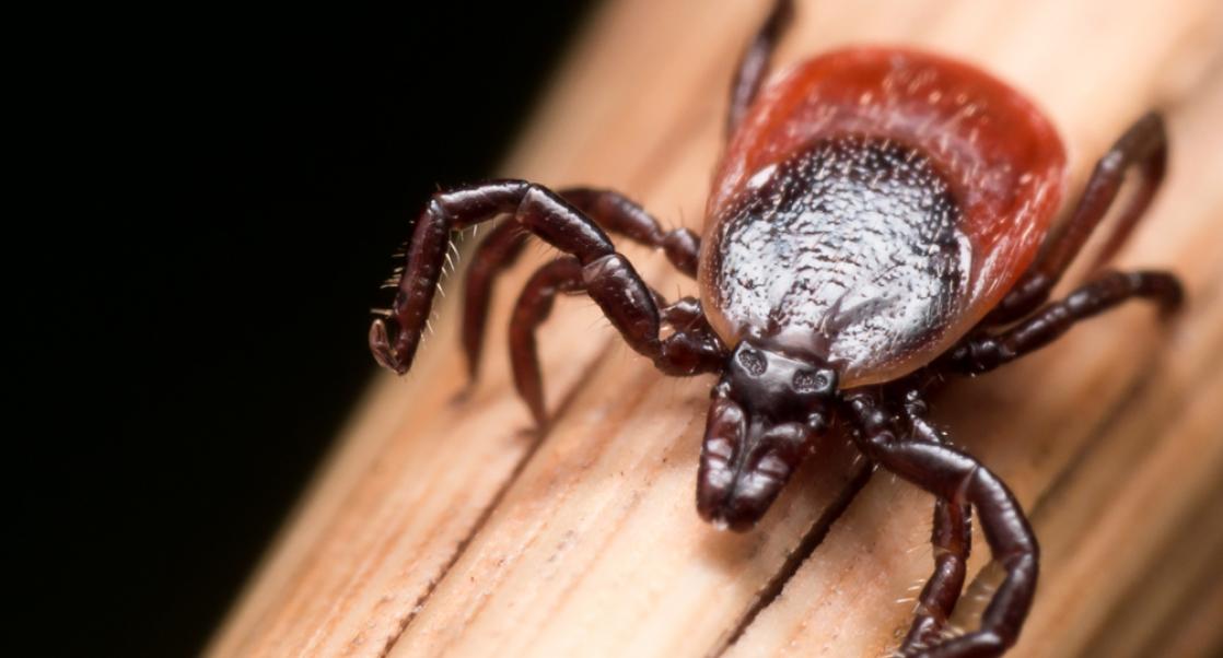A Winter Tick Bite Scarier Than the Bite of Winter