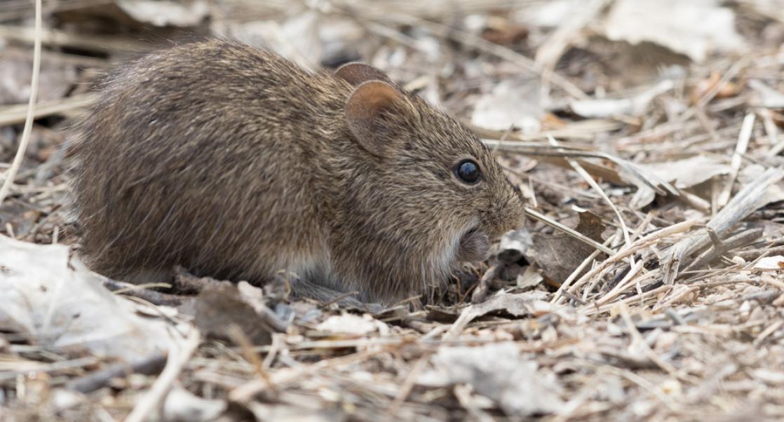 The Early History of the Lab Rat | Charles River