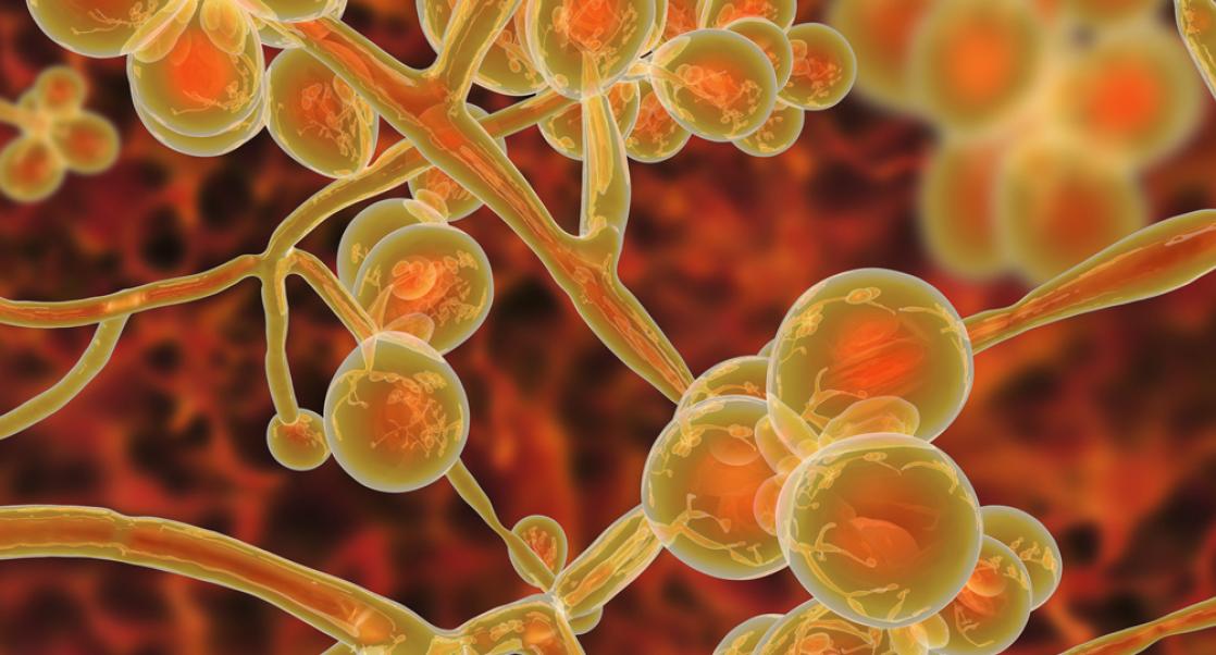Candida auris: A Dangerous Fungus Among Us