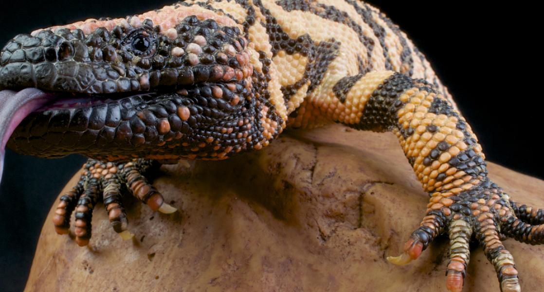 Snake and Spider Venom Also Help Save Lives