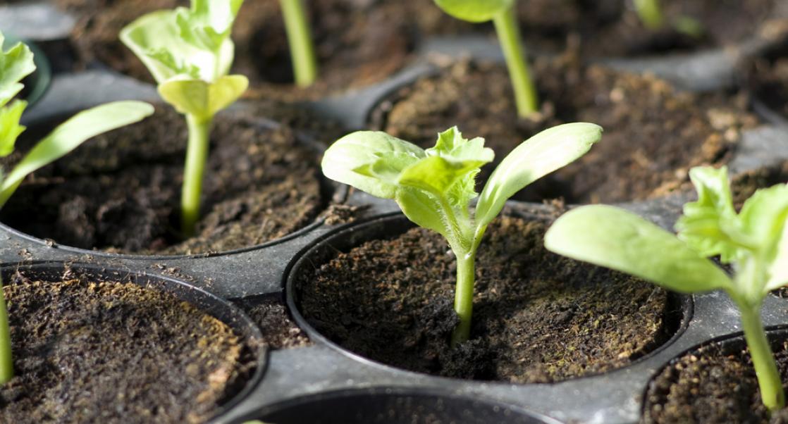 Planting Seeds of Scientific Understanding