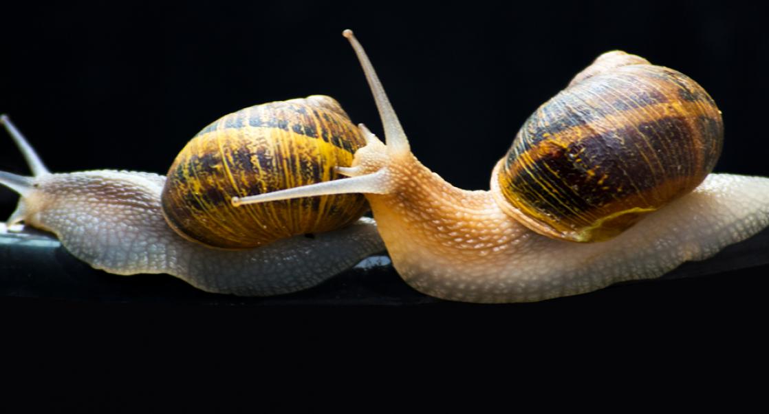 Laurel Vs. Yanny, Snail Mail (Abstract Science: May 14 – May 18)
