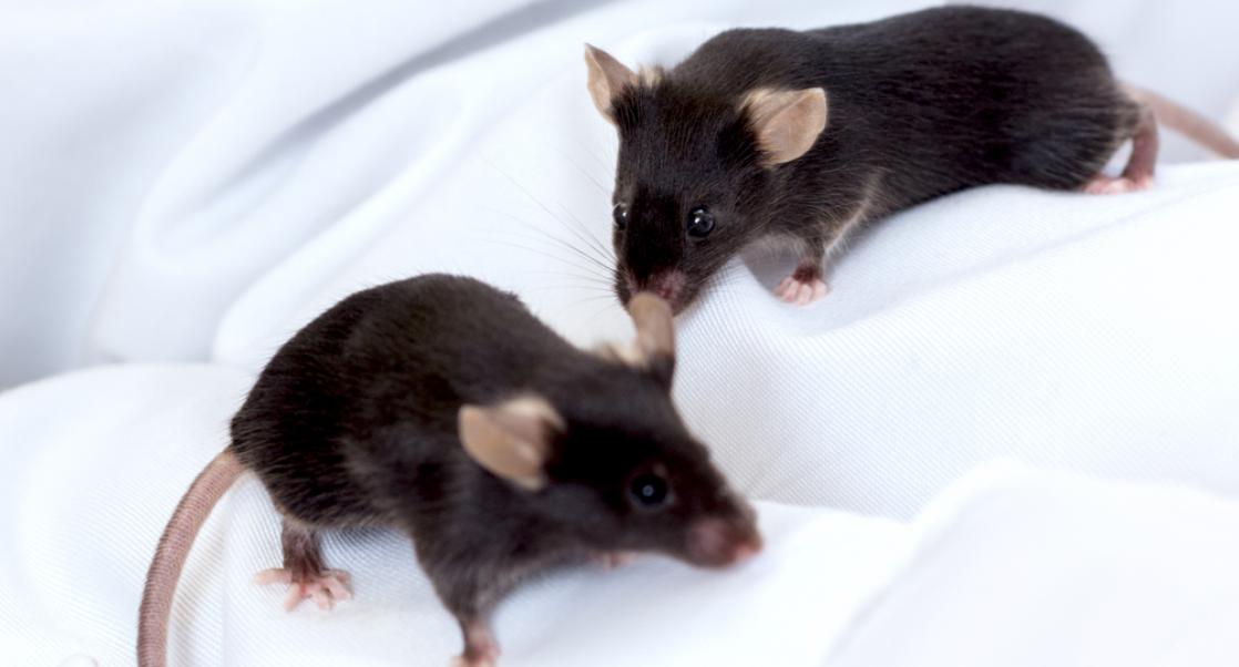 Between 3Rs: Do New Gene Editing Tools Mean Fewer Animals?