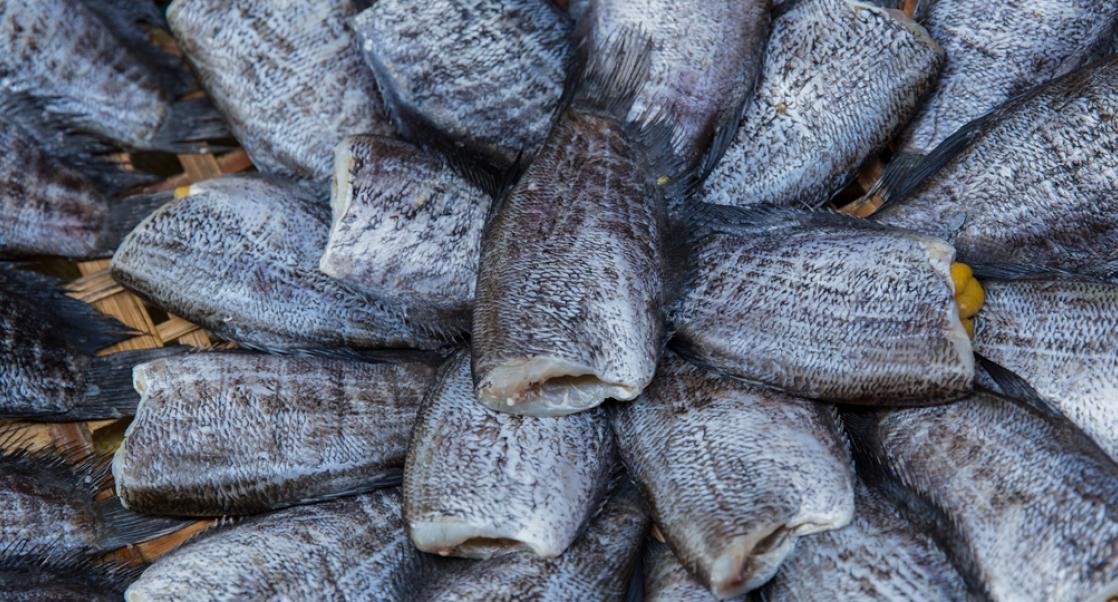 E13: Biological Bandages