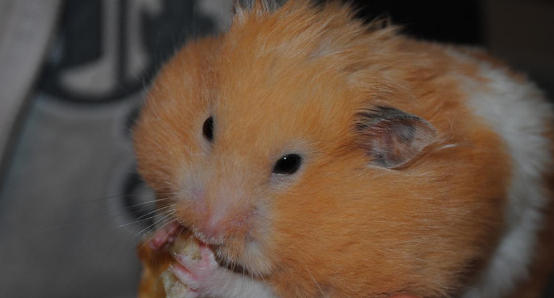 Golden Hamsters are Priceless Models