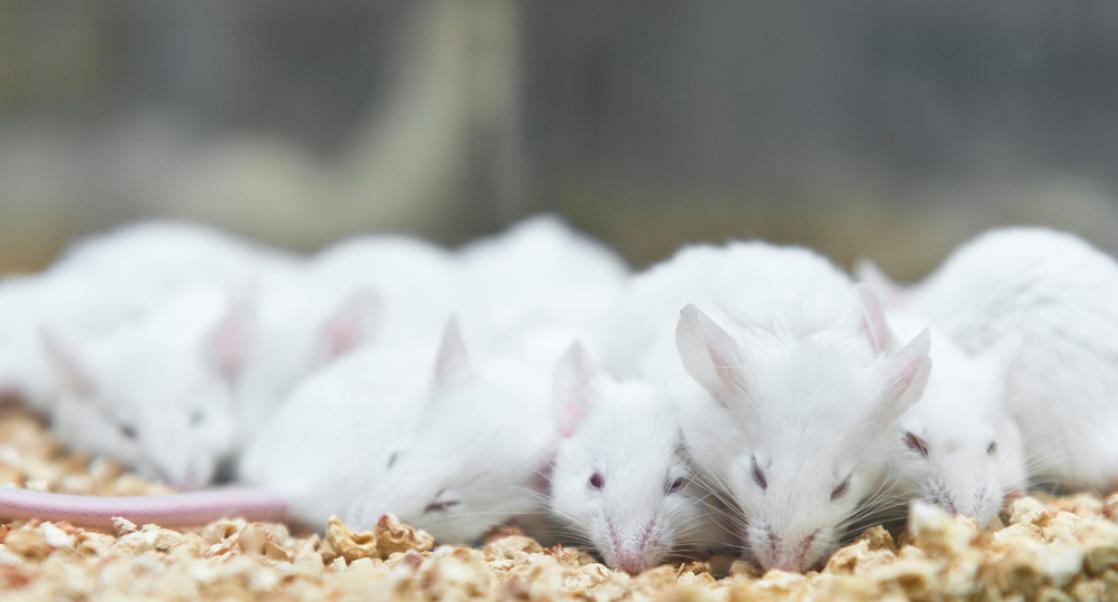 Between 3Rs: Refining the Housing Experience for Lab Mice