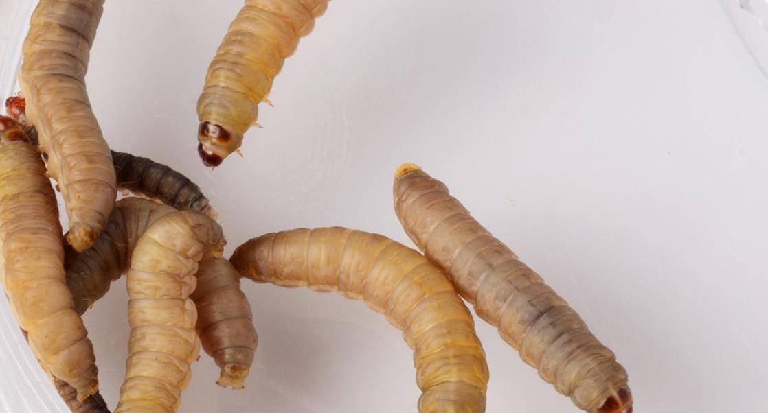 Combating AMR Using Wax Moth Larvae
