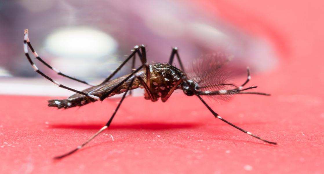 A Dengue Virus Buster (Abstract Science, Aug. 24-28)
