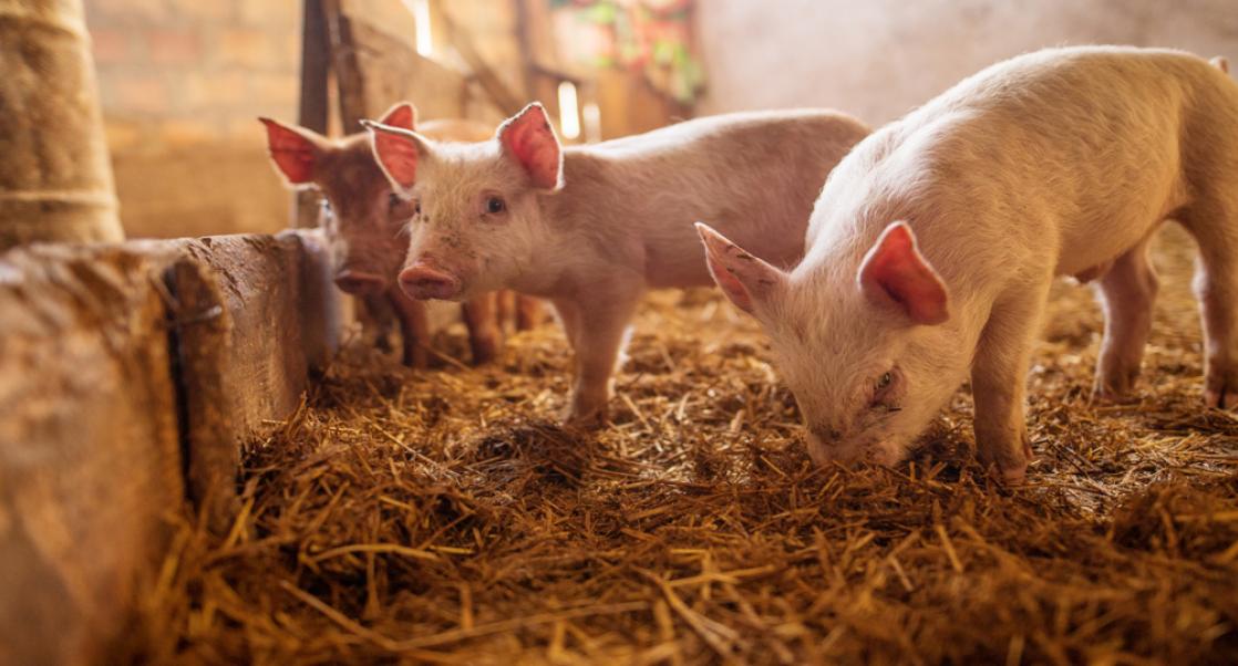 China Races Towards Swine Fever Vaccine (Abstract Science: June 22-28)