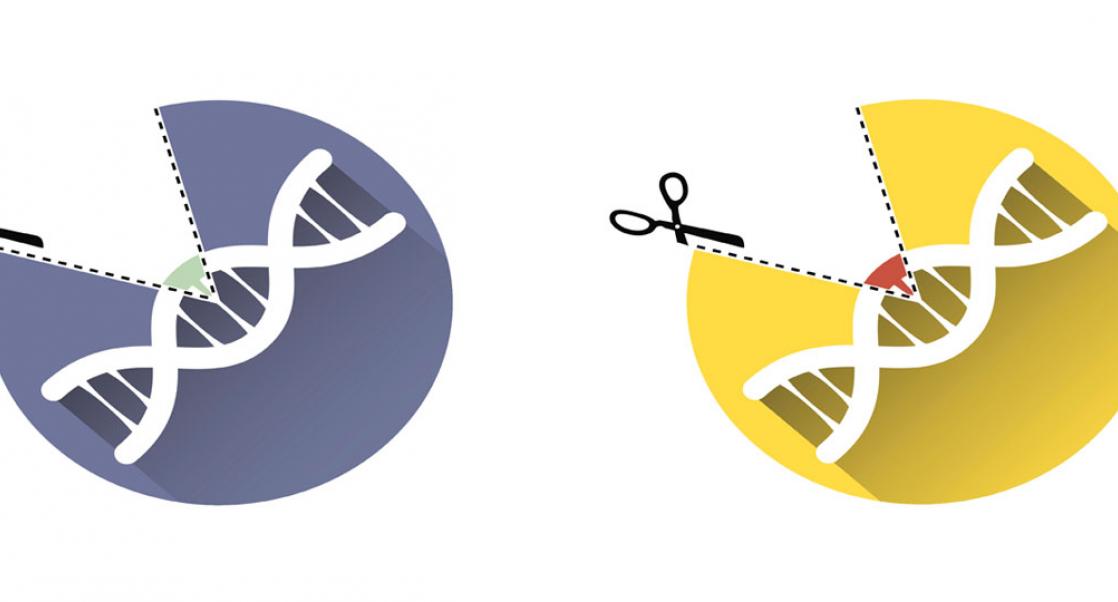 CRISPR genes