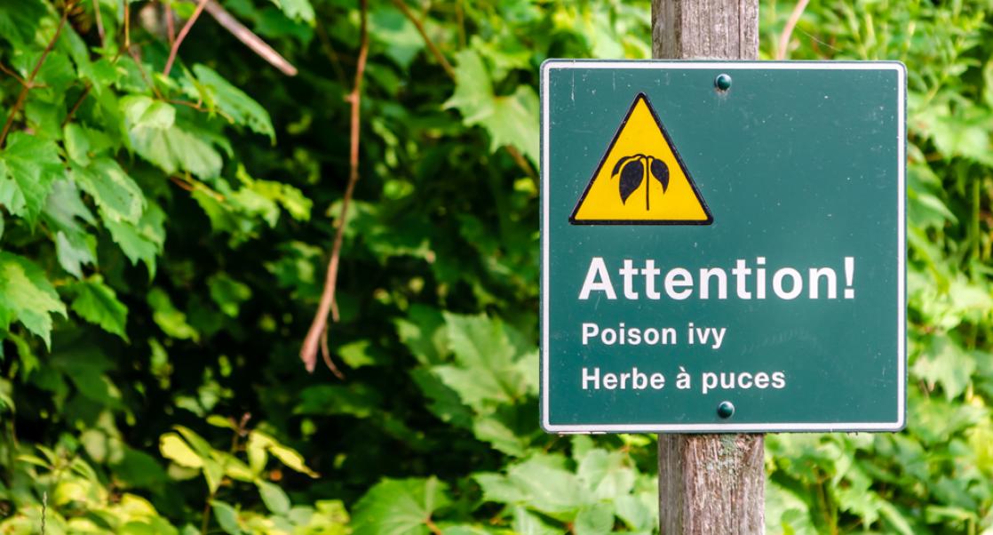 Research Notes: A Poison Ivy Model and a Live Therapeutic Treatment