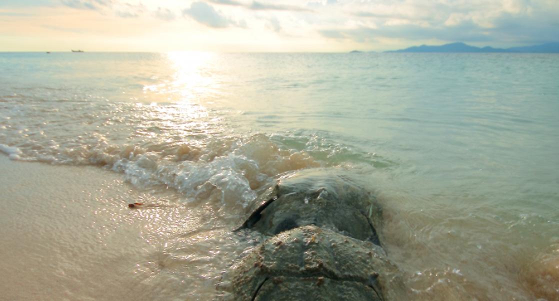 Heather and the Horseshoe Crabs (Video)