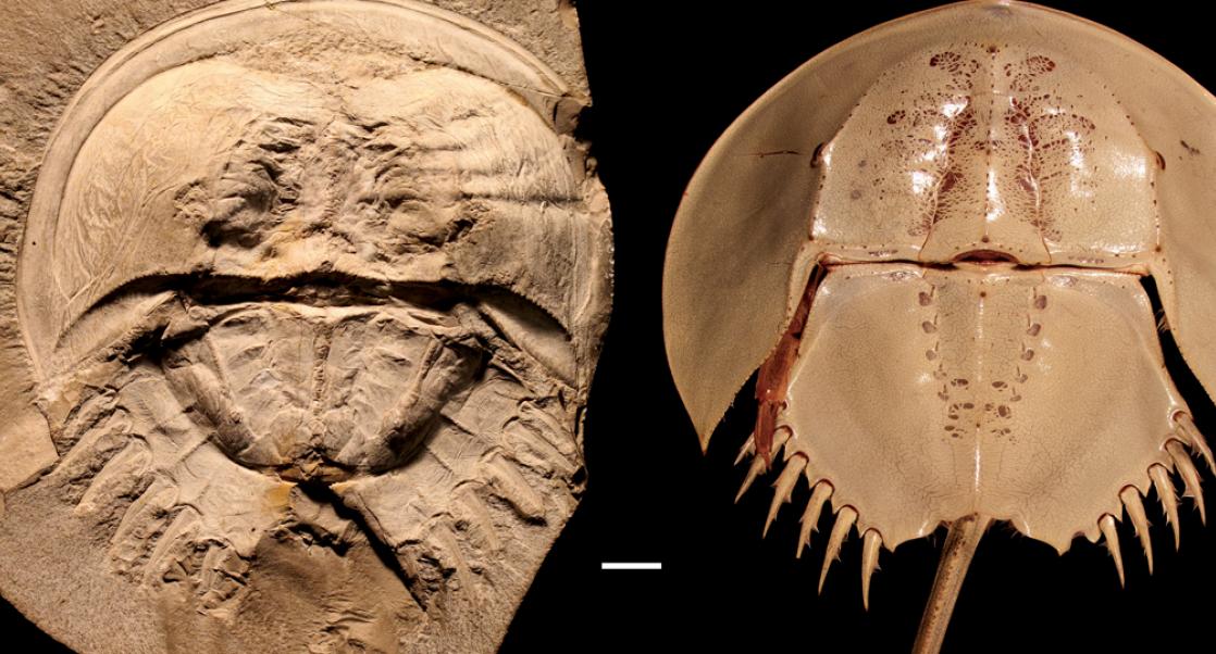 specimens of the fossil Mesolimulus walchii and modern Tachypleus gigas