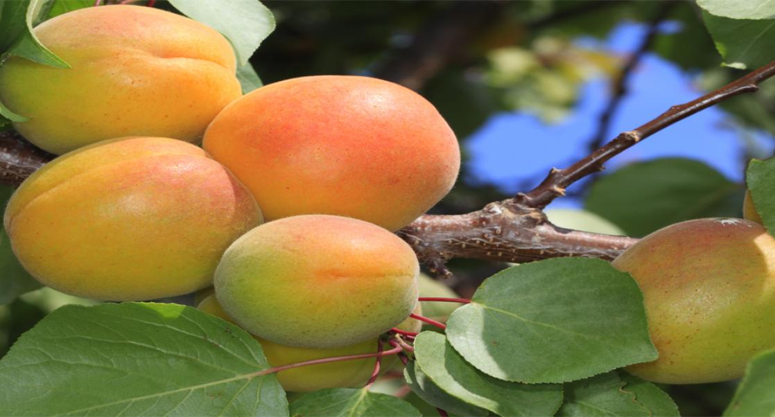 Sowing the Seeds of Food Safety