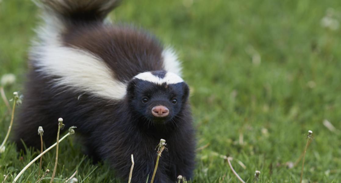 Skunks vs. Spores (Abstract Science August 3-9)