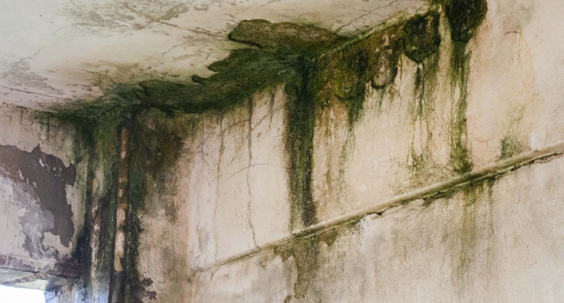 Floods And the Rising Threat of Toxic Molds