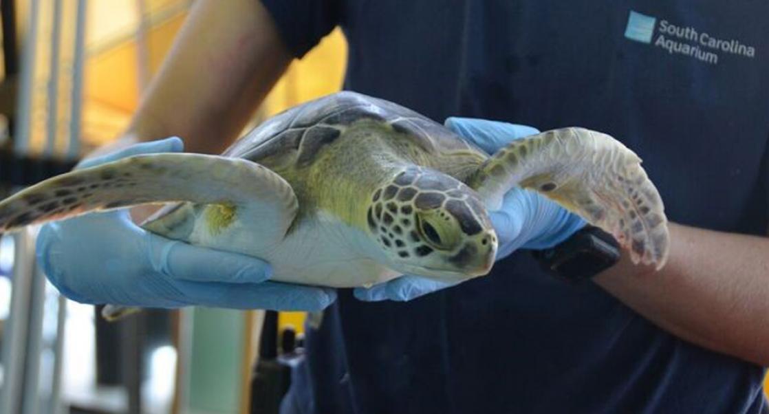 Saving Sea Turtles: Zazu’s Second Chance at Survival
