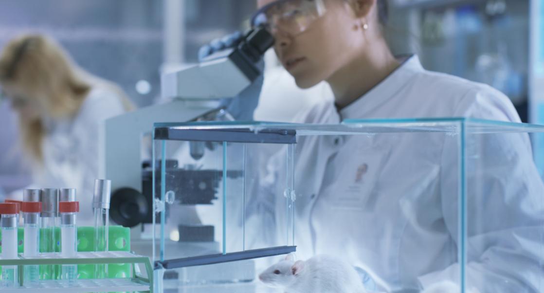 infectious disease molecular diagnostic scientist examining murine virus in microscope