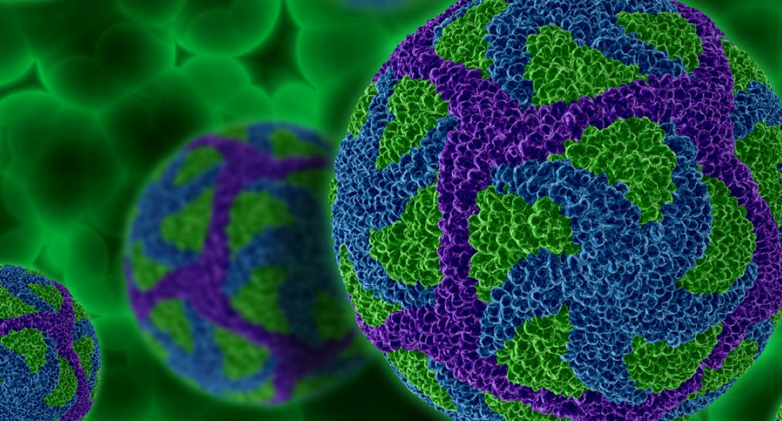 Zika, Up Close and Personal