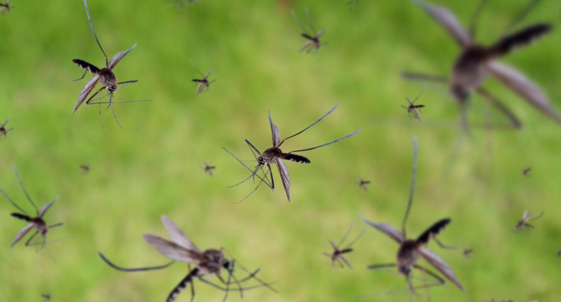 Mosquito-borne Disease on the Rise (Abstract Science, Sept. 22 - 28)
