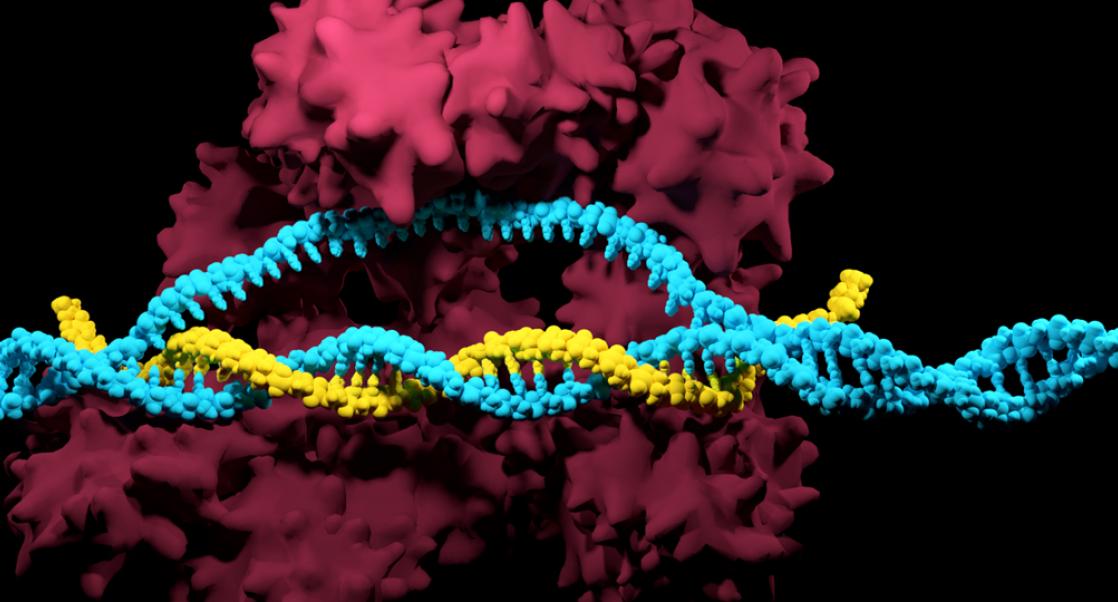 E5: CRISPR’s Rogue Tendencies