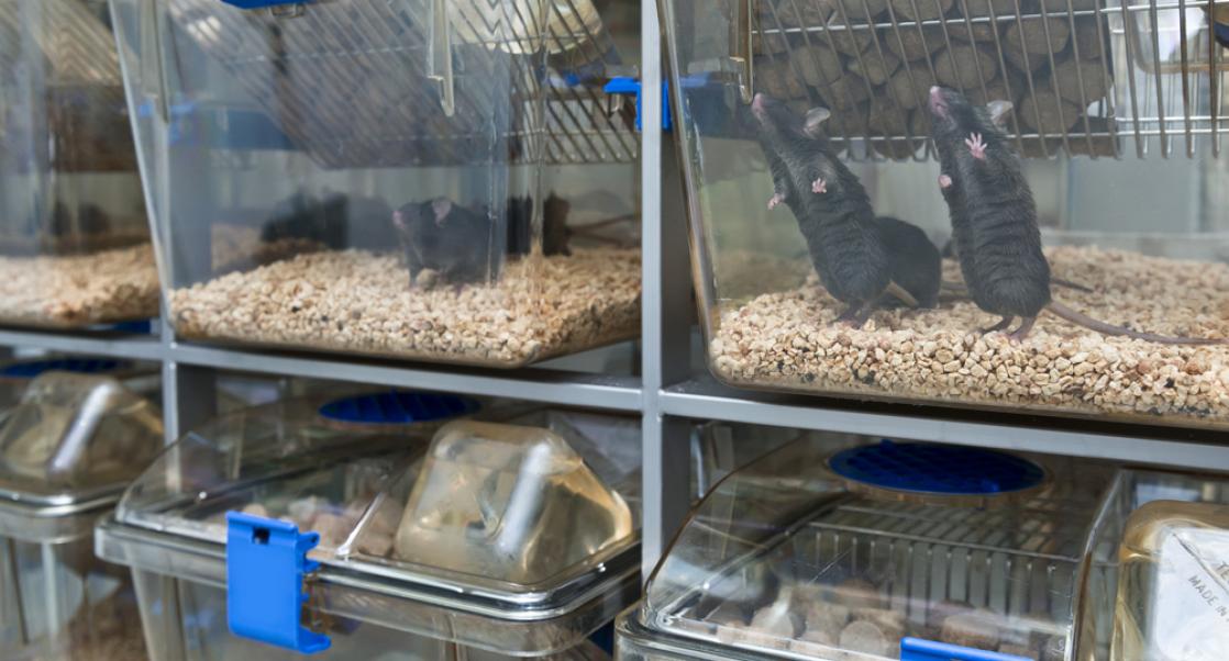 Between 3Rs: Improving Animal Welfare through Public Policy