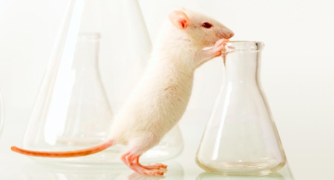 Between 3Rs: Alternatives to Animals for Training Purposes