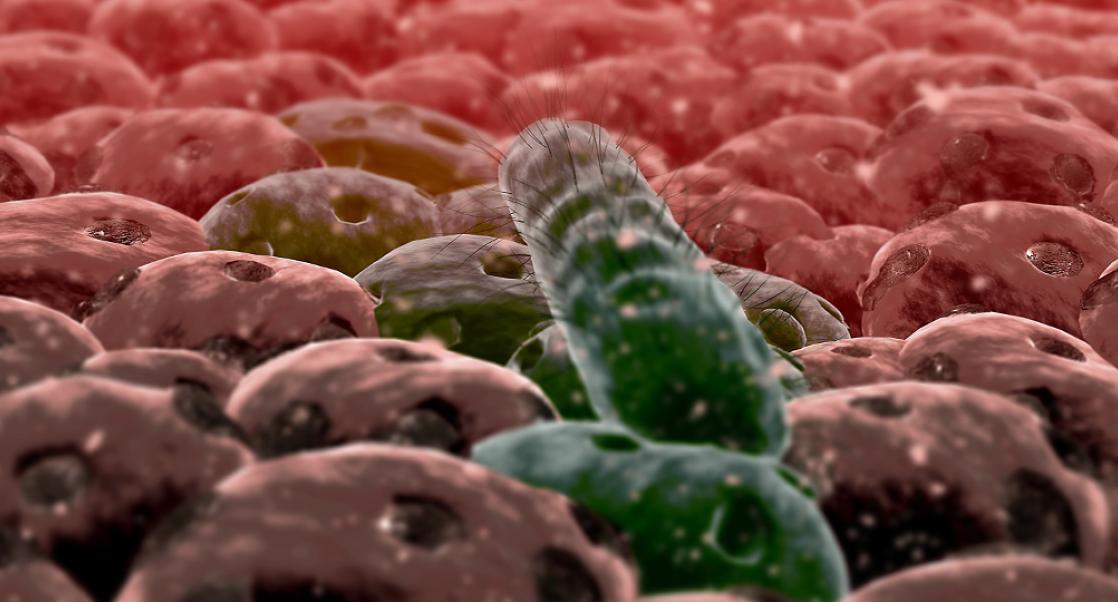 You Say Odoribacter, I Say… Bacillus?