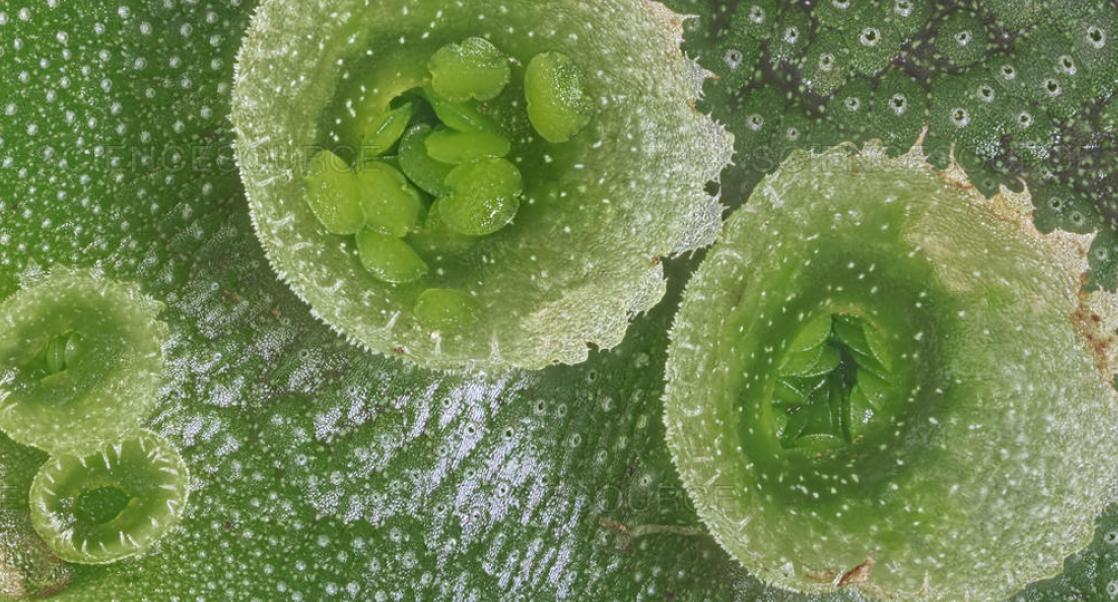 Of Dreaded Roses, Desired Ferns and Making a Difference