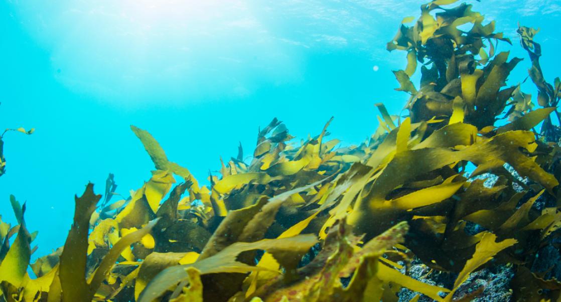 Can Seaweed Treat Alzheimer’s? (Abstract Science, Nov. 3 - 9)