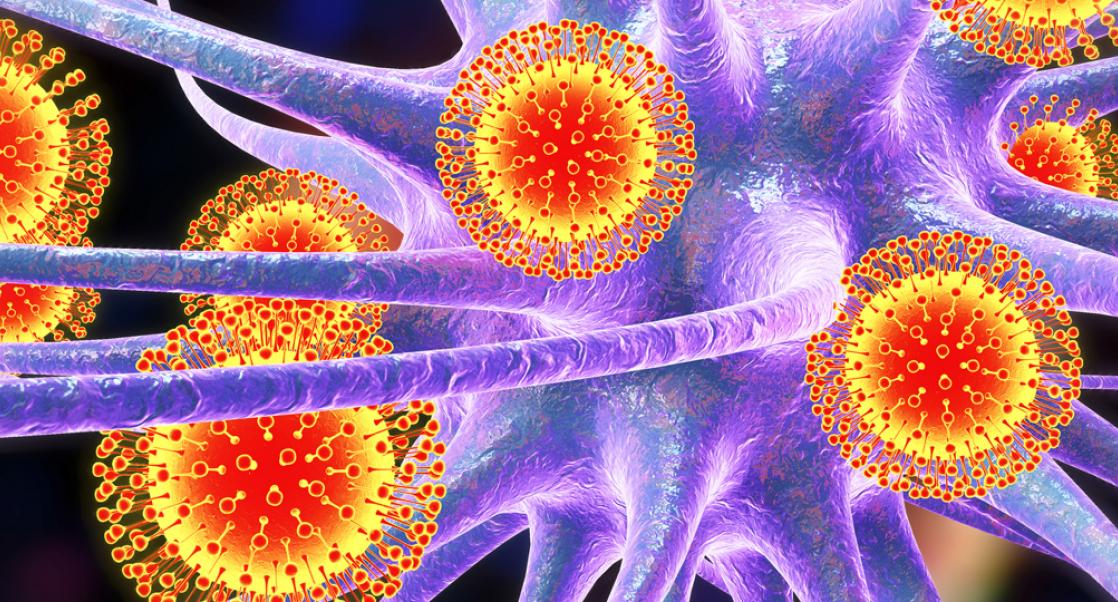 Minibrains and Zika (Abstract Science: Neuroscience, Nov. 13-18)