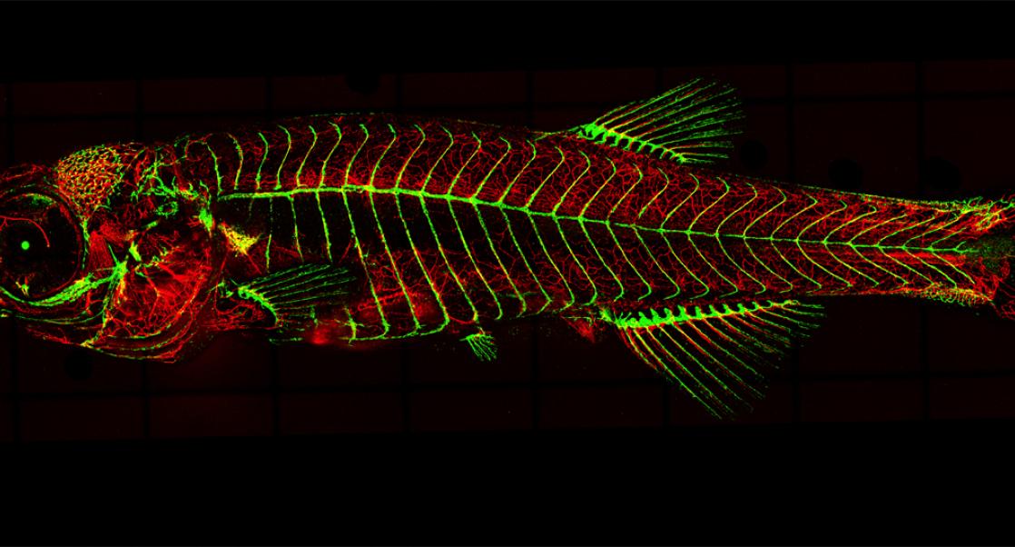 The Art of the Zebrafish