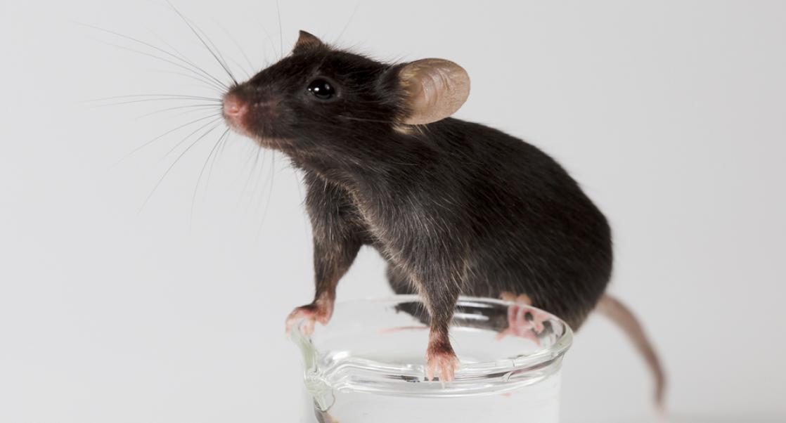 Rejuvenating Mice, CAR T-Cells (Abstract Science: Dec. 12-16)