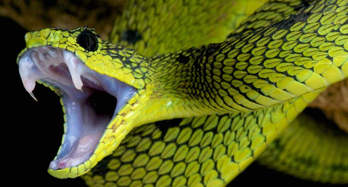 Nanosolution for Snake Bites, Zika & El Niño (Abstract Science: Dec. 19-23)