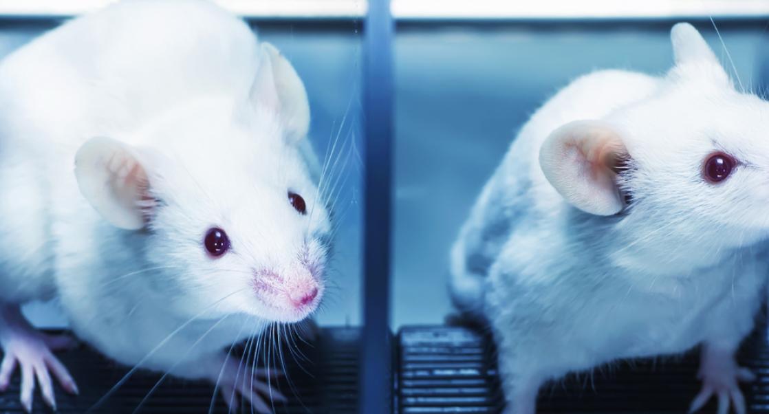 Animal Registries, Cures Act Vote (Abstract Science: Nov. 28-Dec. 2)