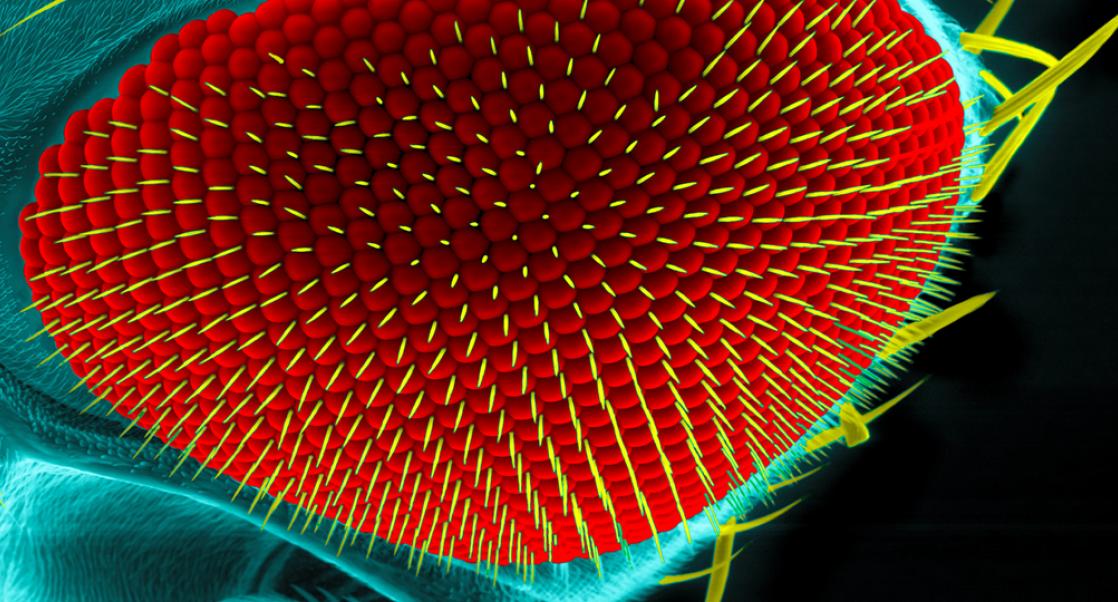 The Mind of a Fly is Mapped by Man (Abstract Science, Jan. 19 - 25)