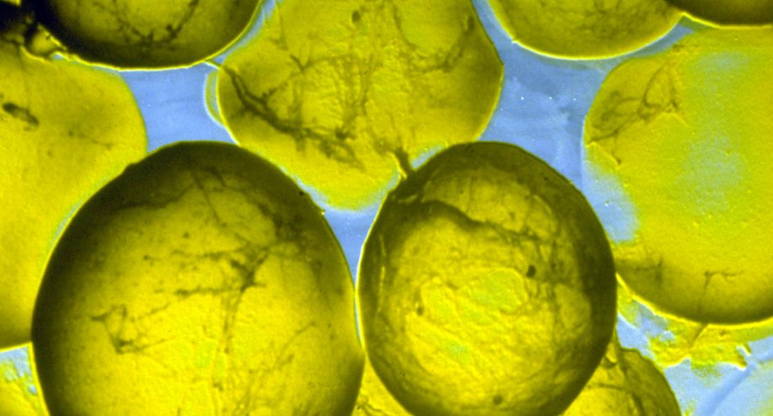 Stem Cell Clinics, CRL's CRISPR Arm (Abstract Science: Dec. 5-9)