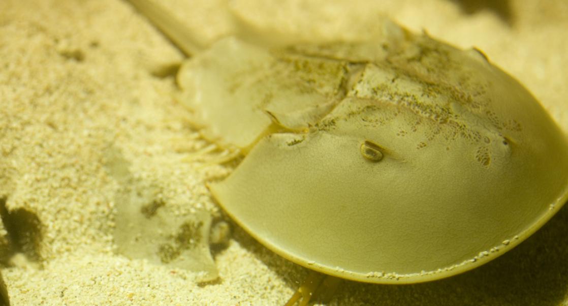 From Horseshoe Crabs to the Depths of Space