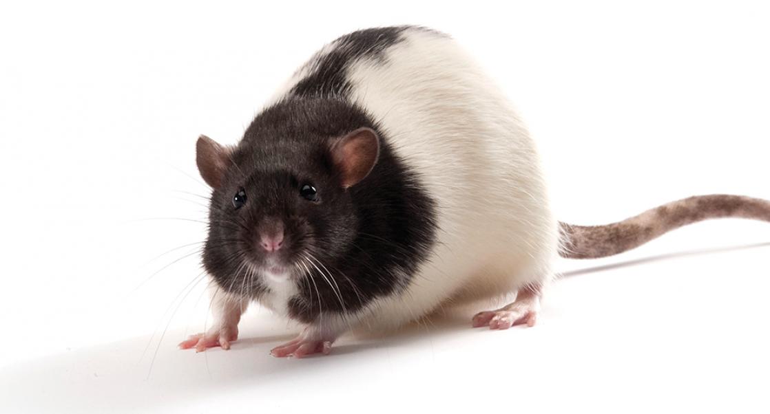 Animal Models of Obesity: A Crash Course