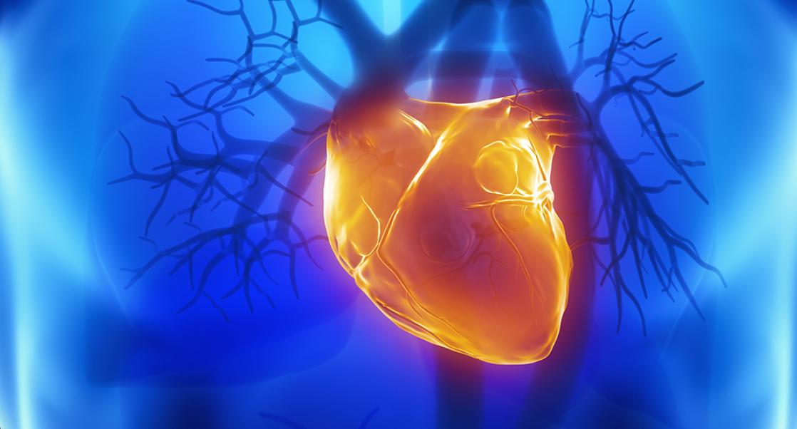 Cardiovascular Safety In Vitro Models