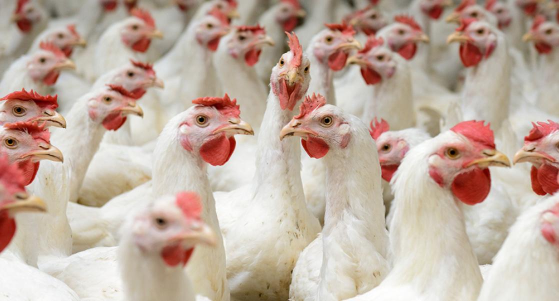 Fowl Play
