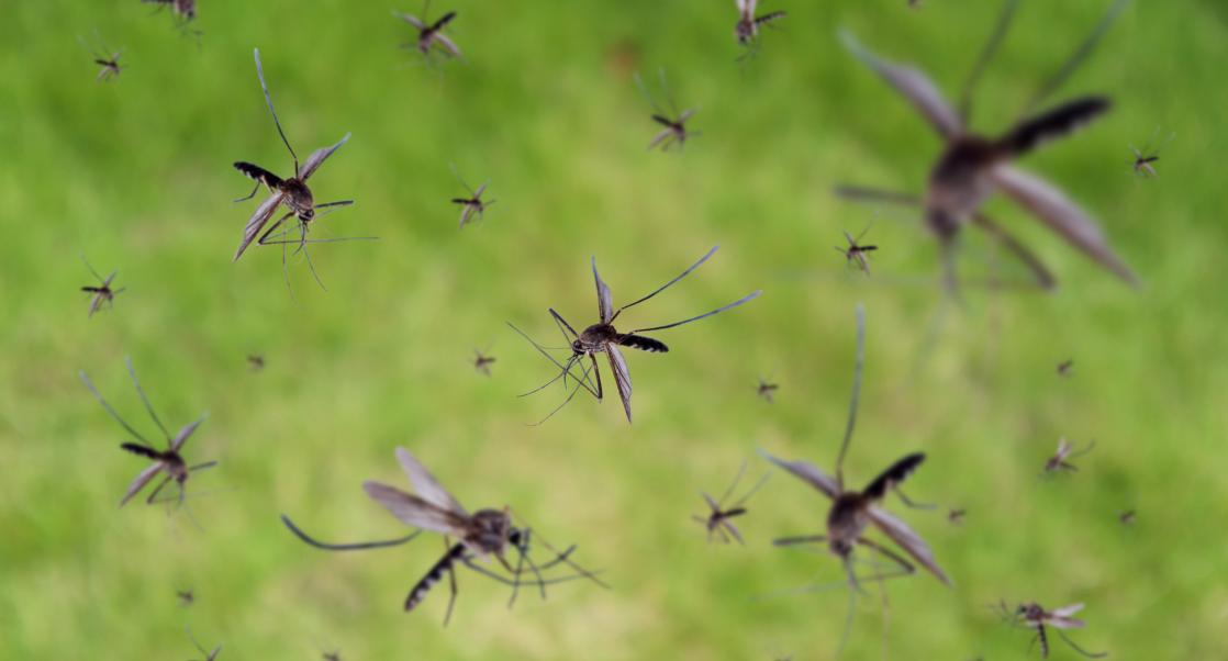 Modified Mosquitoes to Fight Disease (Abstract Science, Aug. 16 - 22)