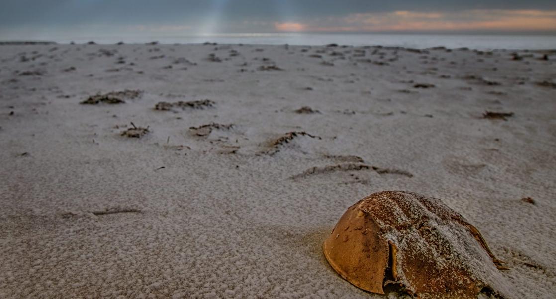 Atlantic horseshoe crab (Limulus polyphemus) on beach