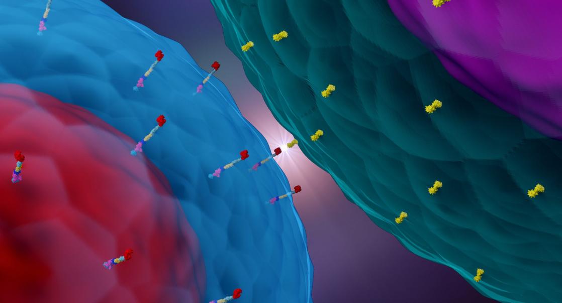 COVID Antibodies Effective in Animals (Abstract Science, June 14 - 20)