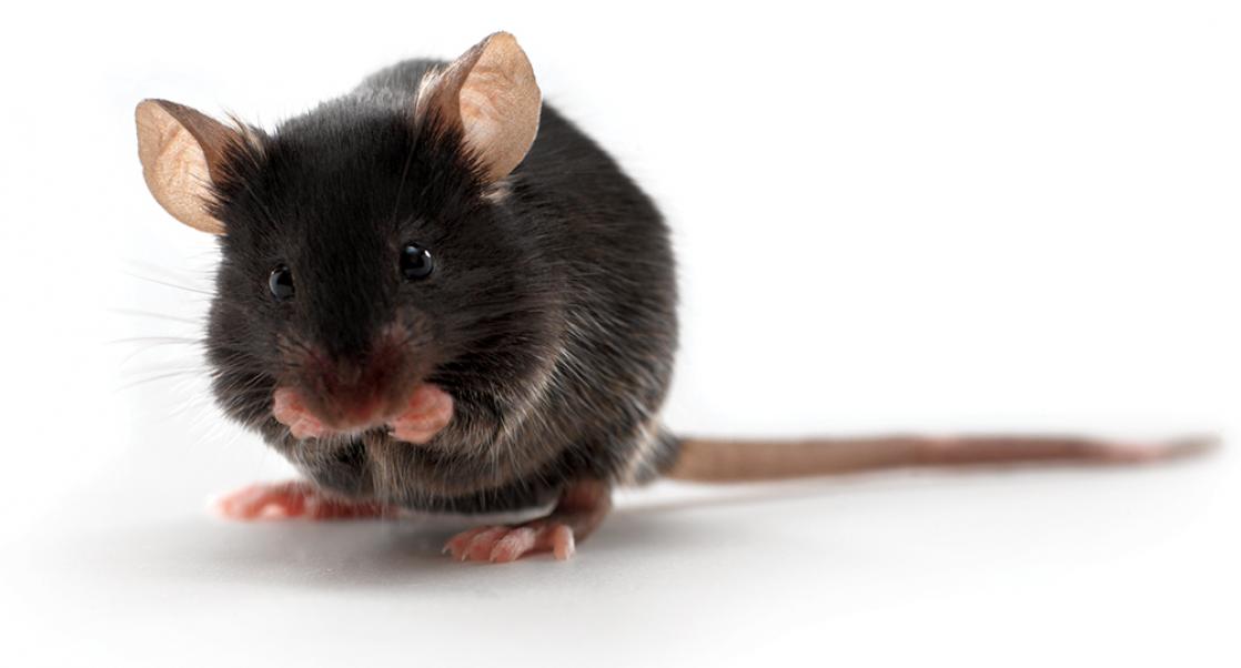 Mouse Wanderlust, Neuronal Development and Individuality