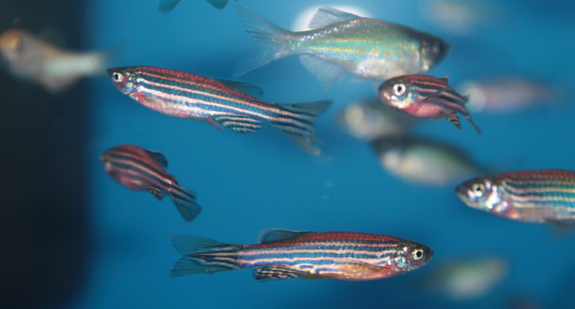 Zebrafish to the Rescue, Saving Chocolate (Abstract Science: May 7 - 11)